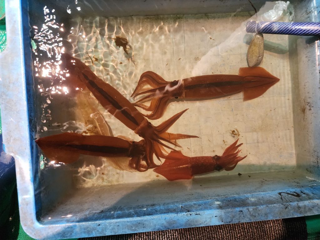 速報❗❗