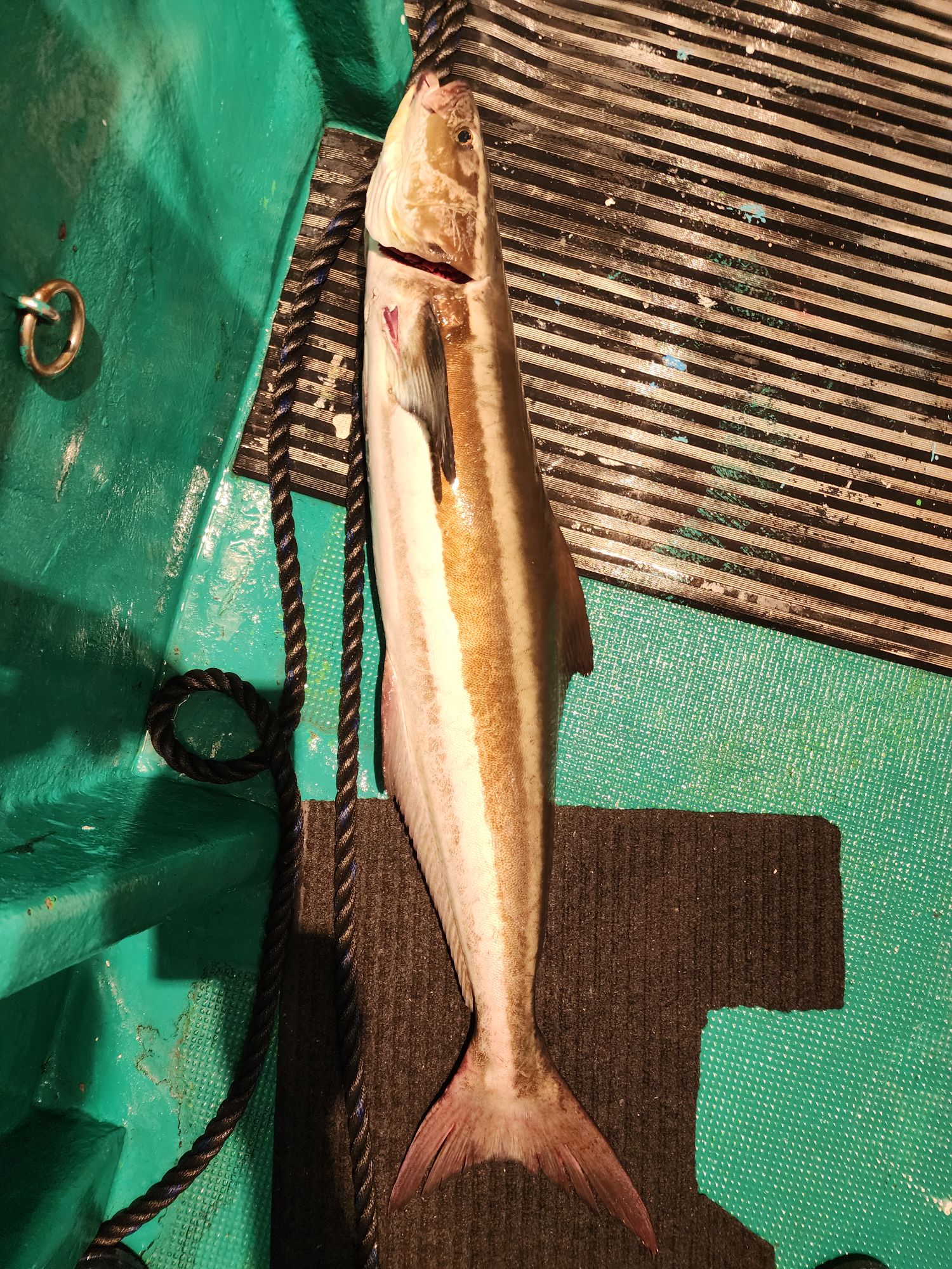 別船で 珍魚！！