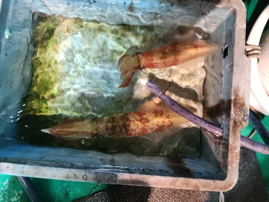速報❗❗