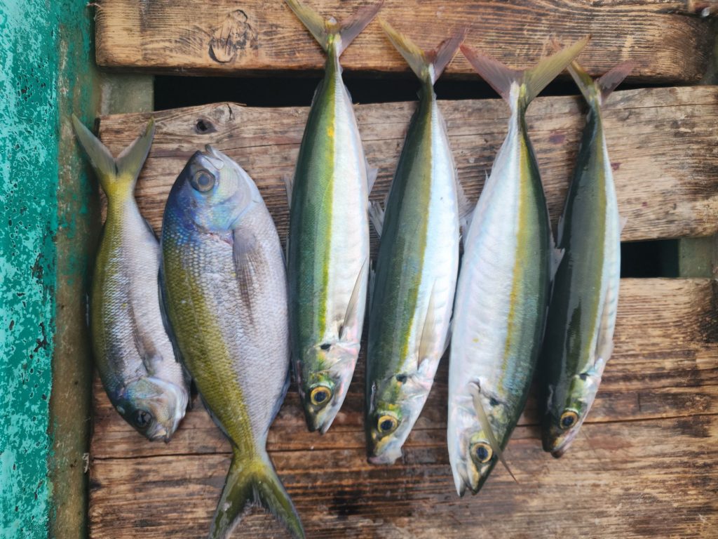 おかず釣り‼️