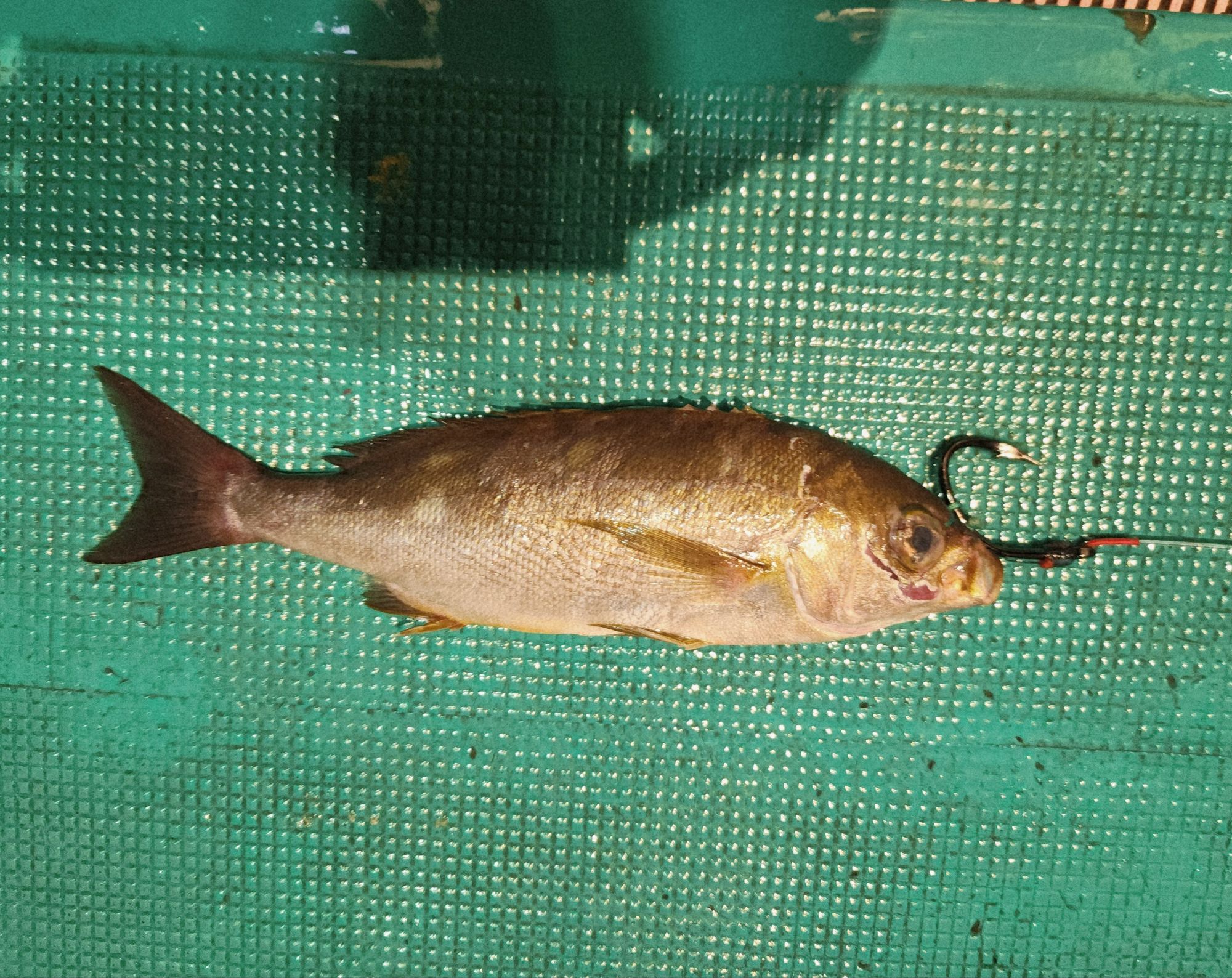 浮上した、クエが・・（＊＊）